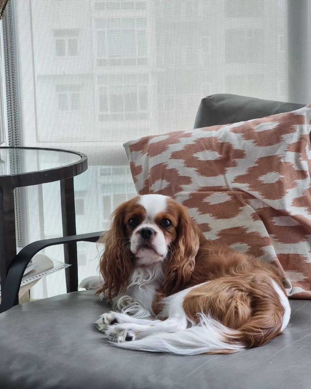 Sam Milby and Catriona Gray’s Cavalier King Charles Spaniels Are